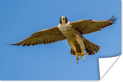 Produktbild von MuchoWow® Poster Wanderfalke - Himmel - Raubvogel 120x80 cm - Bilder