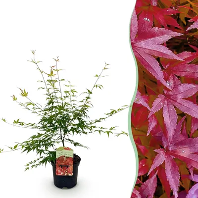 Image de Plante de terrasse - Erable japonais - Acer palmatum Pink Dwarf - Rose - 1 Plante - Caduque - 60-70cm - Ø25cm - Plante de jardin