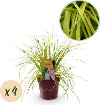 Image de Carex oshimensis Everillo - Graminée ornementale à feuillage persistant