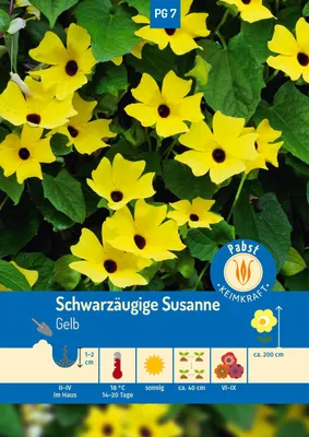 Artikelbild 1 von 'Schwarzäugige Susanne' aus der Kategorie Schwarzäugige Susanne Samen