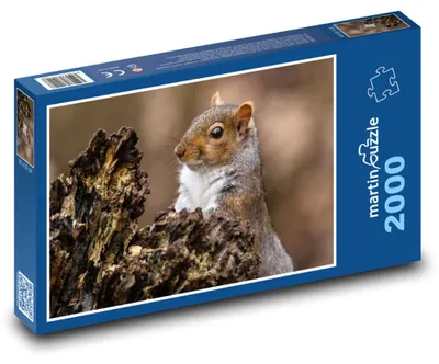 Obrázok produktu pre Puzzle 2000 Veverička v lese - martinpuzzle