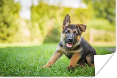 Produktbild von MuchoWow® Poster Welpe sitzt im Gras 60x40 cm - Schlafzimmerdekoration