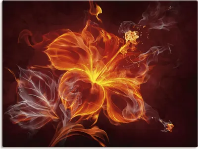 Produktbild von ARTland Leinwandbild Feuerblume Größe: 40x30 cm