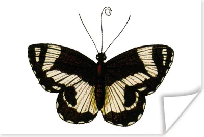 Produktbild von MuchoWow® Poster Vintage - Schmetterling - Schwarz - Weiß 120x80 cm - Bilder