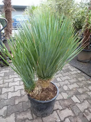 Produktbild von [Palmenlager] Yucca rostrata DOPPELSTAMM 120 cm - Stammhöhe 20 cm - Pot 35 cm Ø - Winterharte Palme