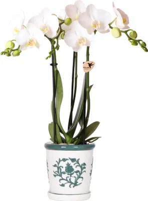 Obrázek produktu pro Kolibří orchideje bílé Phalaenopsis orchidej Amabilis + Malaga dekorativní hrnec zelený - velikost hrnce 9cm