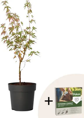 Zdjęcie produktu dla Klon japoński - Acer palmatum 'Taylor' - Wysokość 50-60cm - ⌀19cm