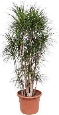 Obrázek produktu pro Dracaena Marginata – výška 220 cm – průměr 40 cm – exotická pokojová rostlina se zelenými listy a červenými okraji – nenáročná na péči – do bytu i kanceláře