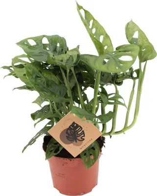 Obrázok produktu pre Monstera Monkey Leaf (list opice) Ø 12 cm ↕ 30 cm – izbová rastlina čistiaca vzduch