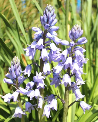 Immagine prodotto di Campanula perenne 'Hyacinthoides Hispanica' blu