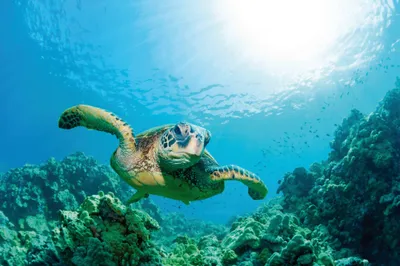 Produktbild von Unterwasserwelt Kunstdruck Bild - Meeres-Schildkröteœber Sonnendurchflutetem Korallenriff (80 x 120 cm)