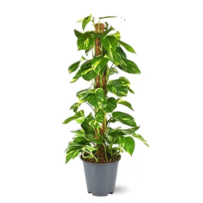 Image de Pothos avec tuteur - epipremnum aureum - ↕ 100-110 cm - ⌀ 21 cm - plante d'intérieur