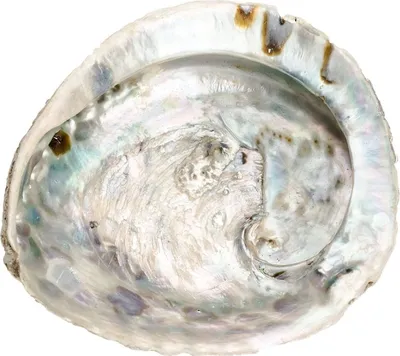 Produktbild von Abalone Muschel 14–17 cm Haliotis midae Räucherschale Seifenschale Deko