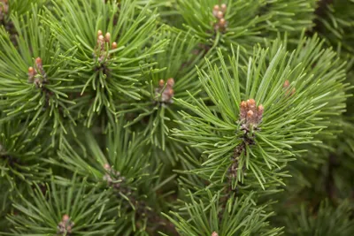 Produktbild von Pinus mugo 'Mops', Bergkiefer, kompakt, 20–25 cm