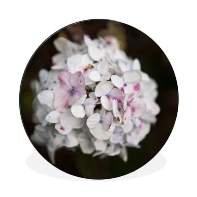 Produktbild von MuchoWow® Aluminium Wandkreis Weiße Hortensie vor schwarzem Hintergrund Ø 30 cm Wanddeko Modern Wohnzimmer - Wand Bild - Wohnzimmer - Runde Bilder - Alubilder - Kunst für zu Hause - Aluminium - Wanddekoration