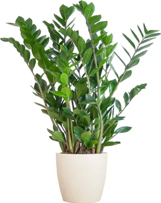 Produktbild von Zamioculcas Zamiifolia - Glücksfeder - Zimmerpflanze ↕80cm - Ø21cm + Topf Viber Weiß