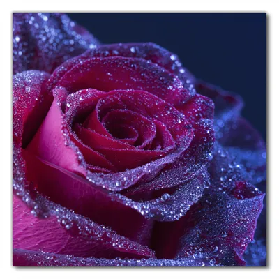 Produktbild von Wallario selbstklebende Möbelfolie/ Tischdecke für Innen und Außen, Größe: 60 x 60 cm - Rote Rosenblüte im Regen