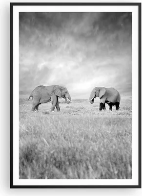 Produktbild von Gerahmtes Poster - Schwarzer Rahmen - Elefanten Schwarzweiß Safari - 70x100 cm - Wand Bild - Wanddeko - Wandbilder - Wandposter - Bilderrahmen - Bilder - Kunstdruck - Wandbild - P2BPA70x100-4186