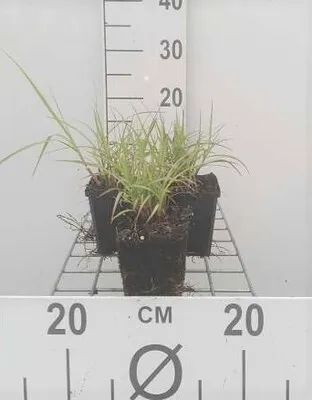 Produktbild von 6 x  Pennisetum orientale - Federborstengras - Topf 9 x 9 cm