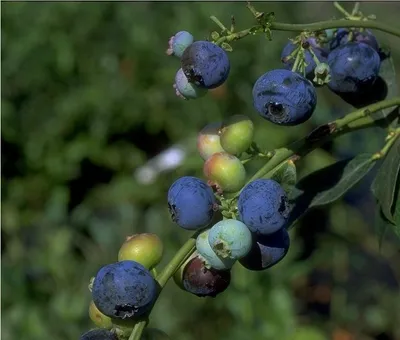 Produktbild von Heidelbeere - Bluecrop Heidelbeersträucher