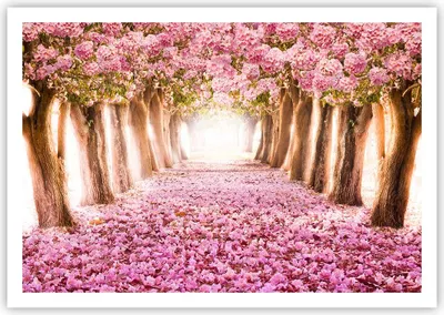 Produktbild von Poster - Poster ohne Rahmen - Baum Blumen Kirsche Natur - 100x70 cm - Wand Bild - Wanddeko - Wandbilder - Kunstposter - Wandposter - Bilder - Kunstdruck - Wanddekoration - Wandbild - P2XAA100x70-2794