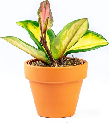 Obrázok produktu pre Gardners Hoya carnosa Tricolor, priemer 6 cm