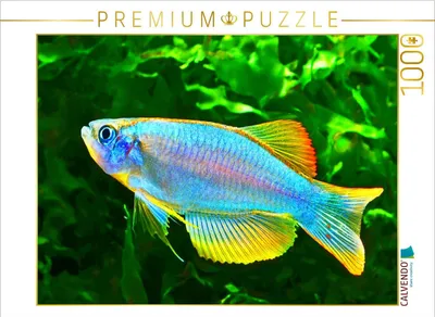 Produktbild von CALVENDO Puzzle Procatopus similis | 1000 Teile Lege-Größe 64x48cm Foto-Puzzle für glückliche Stunden
