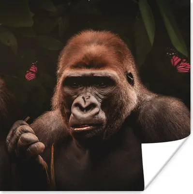 Produktbild von MuchoWow® Poster Tiere - Schmetterling - Affe 50x50 cm - Wohnzimmerdekoration