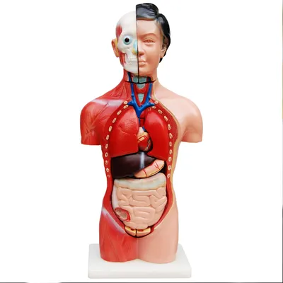 Produktbild von MedMod Anatomie Modell Torso 45 cm, Detaillierter menschlicher Körper aus PVC mit entnehmbaren Organen für Schule, Studium und Anatomie-Training, Lehrmodell