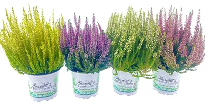 Produktbild von Enseleits 4er Callunen Mix Set, Besenheide, Winterheide, Calluna Vulgaris, Beauty Ladys