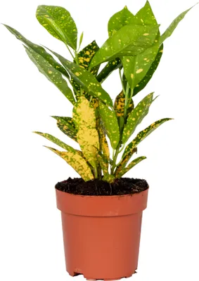 Zdjęcie produktu dla Bloomique - Codiaeum Sunny Star - Krzew cudny - Rośliny doniczkowe - Oczyszczające powietrze - 20-30 cm wys. - doniczka 12 cm