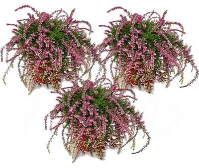 Obrázok produktu pre Závesný set s 3 rastlinami Calluna (vřes), vřesová rastlina, mrazuvzdorná, kvetináč 12 cm, ružová farba