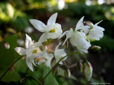 A close-up of white flowers with green buds and leaves in a garden setting.