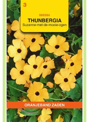 Imagen del producto de Oranjeband Thunbergia Alata / Susannes de alas negras - 1 paquete de semillas