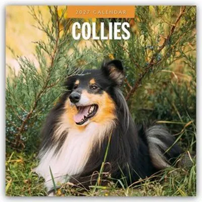 Produktbild von Collies - Collie 2027 - 16-Monatskalender