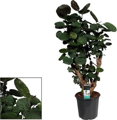 Obrázek produktu pro Polyscias Fabian - pokojová rostlina, prumer 21cm, výška 95cm, tropická