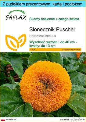 Zdjęcie produktu dla SAFLAX - Zestaw prezentowy - Słonecznik Puschel - 40 Nasiona - Z pudełkiem upominkowym, etykietą wysyłkową, kartą podarunkową i podłożem uprawowym - Helianthus annuus