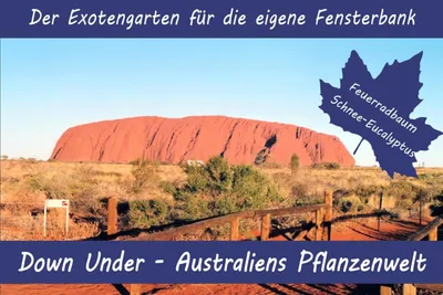 Produktbild von Anzuchtset Australiens Pflanzenwelt | Anzuchtsets von Saflax