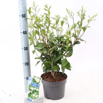 Obrázok produktu pre Ligustrum jap. ‘Texanum’ – liguster | 25–30 cm v črepníku