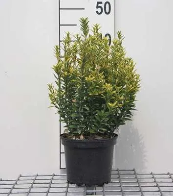 Productafbeelding van Euonymus japonicus 'Micr. Aureovariegatus' - Japanse Hulst, 20-30 cm, pot