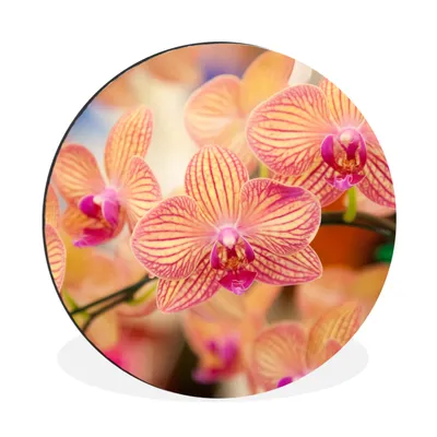 Produktbild von MuchoWow® Aluminium Wandkreis Pflanze - Orchidee - Blumen - Rosa - Flora Ø 60 cm Wanddeko Modern Wohnzimmer - Wand Kreis - Wandbild - Schlafzimmer - Aluminium Bild - Kinderzimmer - Wohnzimmer Dekoration - Wandschmuck