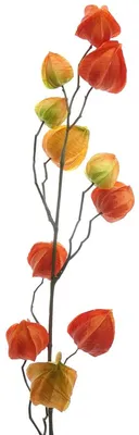 Produktbild von GASPER Lampionpflanze - Physalis Orange 80 cm - Kunstblumen