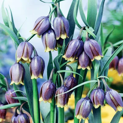 Zdjęcie produktu dla Fritillaria Uva-Vulpis Szachownica Lisie Grono 5szt Cebulki Cebule Kwiatowe