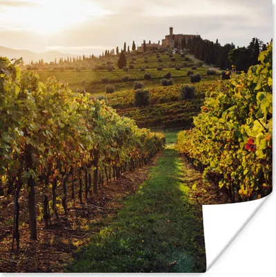 Produktbild von MuchoWow® Poster Toskana - Landschaft - Weinberge 50x50 cm - Wohnzimmerdekoration
