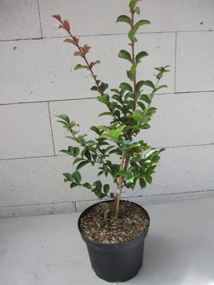 Produktbild von Lagerstroemia indica Dynamite ® - Chinesische Kräuselmyrte - 40-60cm