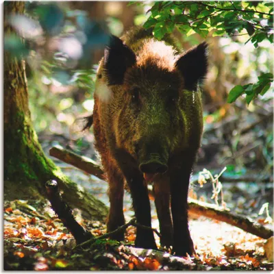 Produktbild von ARTland Leinwandbild Wildschwein Größe: 50x50 cm