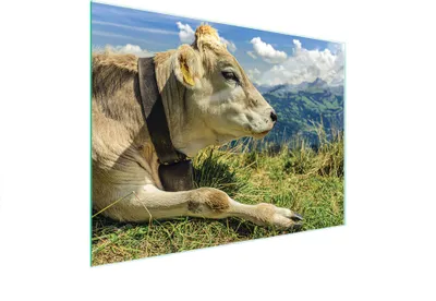 Produktbild von Glasschneidebrett 40x30 Kuh