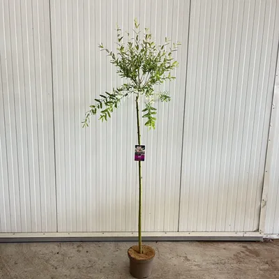 Zdjęcie produktu dla Salix integra 'Hakuro Nishiki' – wierzba | 120 cm w doniczce
