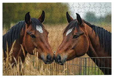 Productafbeelding van Puzzel van 3000 Stukken met Paardenmotief voor Volwassenen