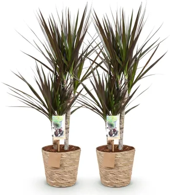 Immagine prodotto di Dracaena Magenta - Due dracaene di facile manutenzione in un cesto decorativo